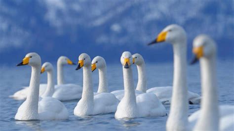 White Swans Are Floating On Water Hd Birds Wallpapers Hd