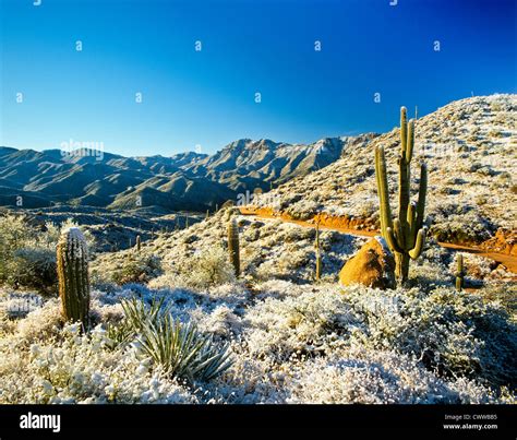 Snow Saguaros Hi Res Stock Photography And Images Alamy