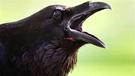 Crow Bird Sound Cawing And Rattling Crow Bird Crow Photos Crow