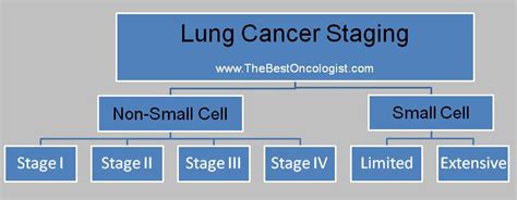 Staging Of Lung Cancer The Best Oncologist Tm