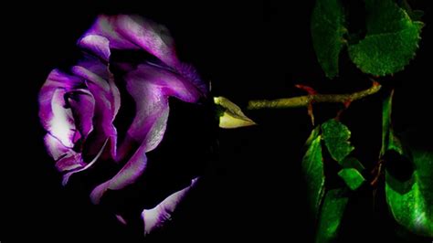 Purple Rose Photo Wallpaper High Definition High