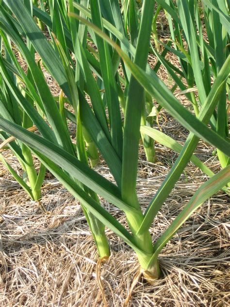 hardneck garlic - Sustainable Market Farming