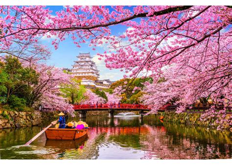 Cherry Blossoms In Japan Faq Insider Guide To Japans Most Famous