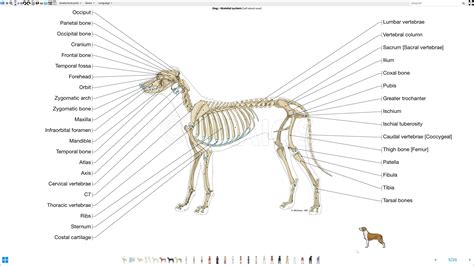 Dog anatomy from head to tail. Labeled atlas of anatomy: illustrations of the dog: Bones - Skeletal system | Dog skeleton ...