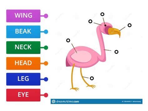 Flamingos Body Parts Labelled Diagram