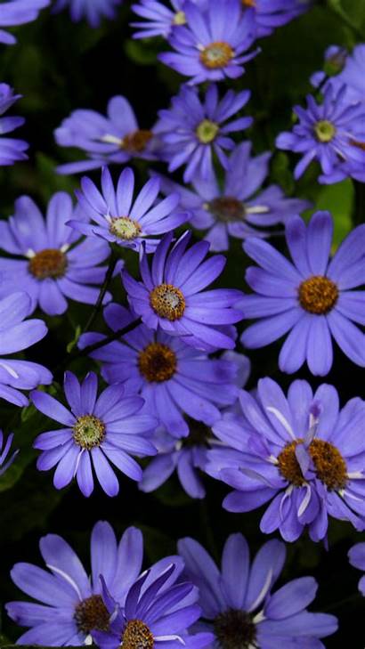 Desktop Wallpapers Purple Daisy Flowers Daisies Iphone