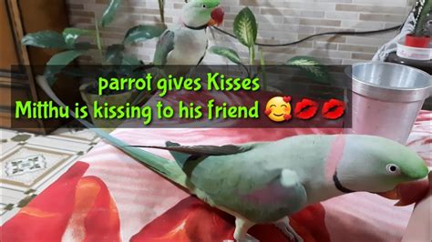 Parrot Gives Kisses Mitthu Is Kissing To His Friend Youtube