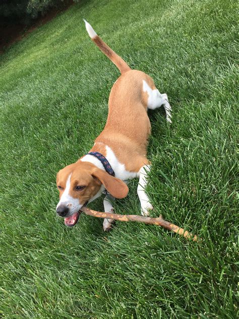 For one, the dogs can be aloof toward there is a lot going on in the tiny package of a chihuahua. Someone help me identify the breed of my dog, Rocco! He's ...