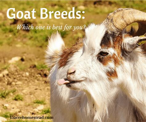 Goat Breeds Which One Is Best For You 15 Acre Homestead