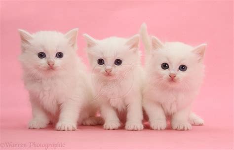 Three White Kittens On Pink Background Photo White Kittens Fluffy