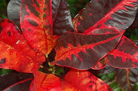 Colorful Red Croton Leaves Flickr