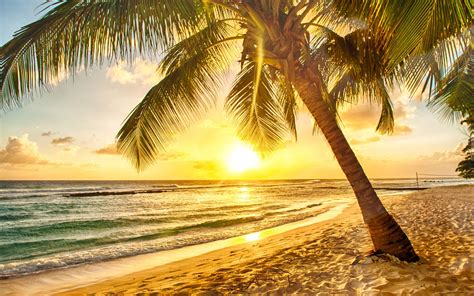 Plaża Morze Słońce Palmy