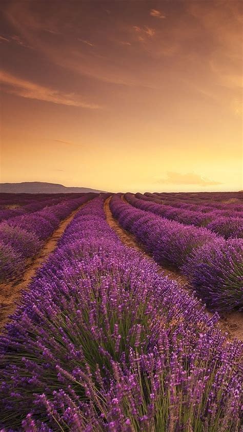 Sunset Lavender Field Wallpapers 4k Hd Sunset Lavender Field