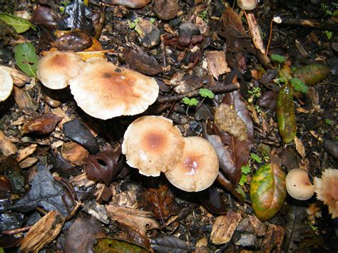 East Bay Backyard Mushrooms Mushroom Hunting And Identification