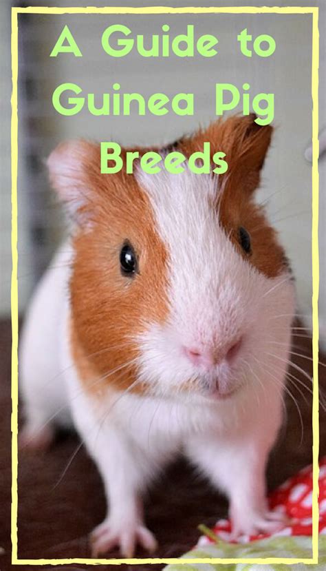 A Guide To Guinea Pig Breeds Pbs Pet Travel