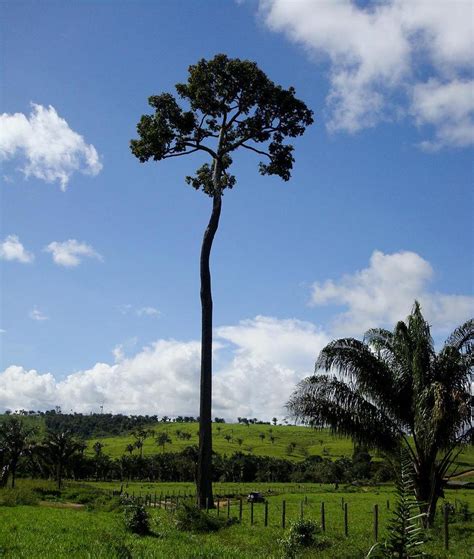 List 90 Images What Does A Brazil Nut Tree Look Like Completed 12 2023