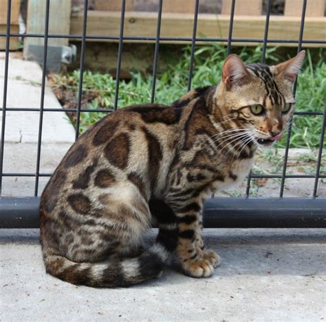 Offering quality bengal kittens for sale in texas. Spotagious Bengals - South Texas Breeder of Bengal Cats ...