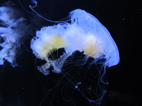 Free Images Vancouver Jellyfish Invertebrate Medusa Aquarium