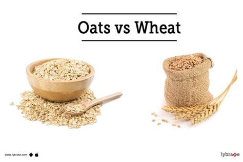 Oats Vs Wheat Which One Makes A Healthiest Breakfast By Dr