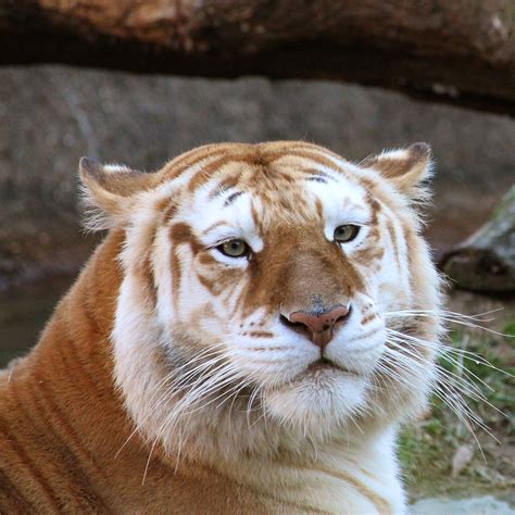 Memphis Zoo Photo By Lisa Richardson Golden Tabby Tiger Aka