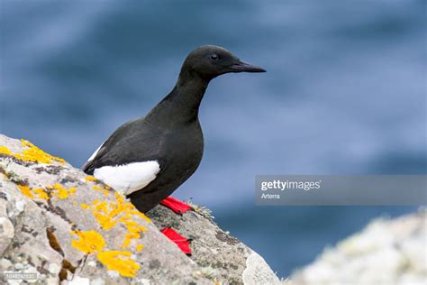 Black Guillemot Tystie Resting On Rock Ledge In Sea Cliff Shetland
