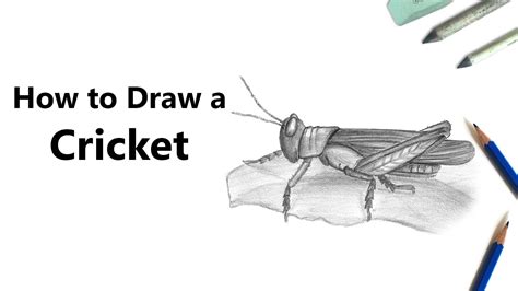 How To Draw A Cricket With Pencils Time Lapse Youtube