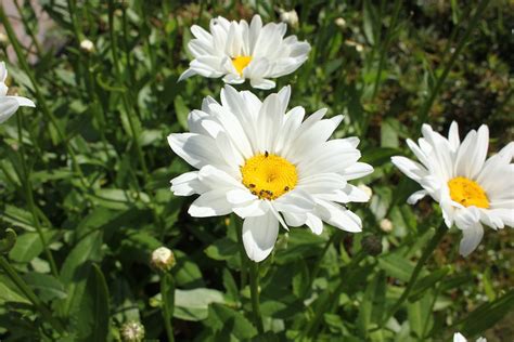 Gambar Bunga Aster Putih Gambar Bagian Tumbuhan