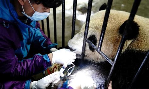 Routine Health Checks Ensure Physical Health Of Giant Pandas Global Times