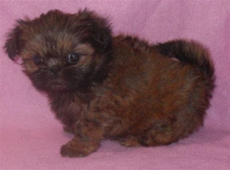 Breeders of merit are denoted by level in ascending order of: Teacup Gold Female AKC Shih Tzu Puppy - EDDA for Sale in Seattle, Washington Classified ...
