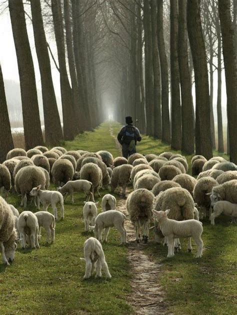 Pictures Of Shepherds And Sheep