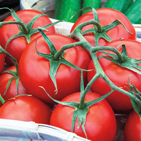 Early Girl Tomato Grow Veggie Plants