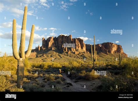 Cactus And Superstition Mountains Lost Dutchman State Park Apache