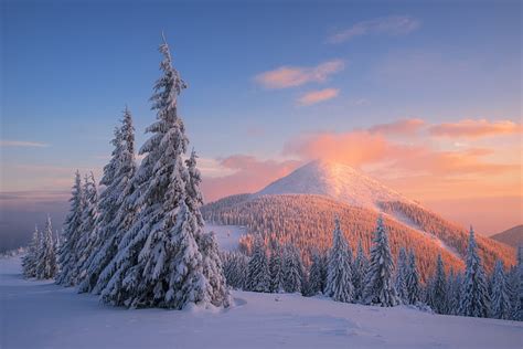 Hd Wallpaper Carpathian Mountains 4k Snow Pine Trees Winter