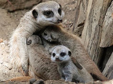 Aww Baby Meerkats Hug Mom