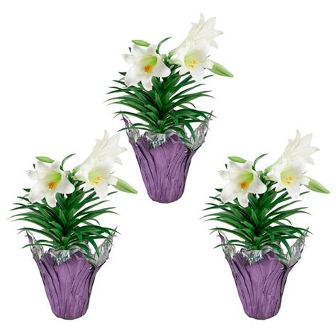 Metrolina Greenhouses White Easter Lily In 175 Quart Planter 3 Pack In