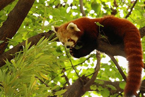 Red Panda On Branch Of Green Tree · Free Stock Photo