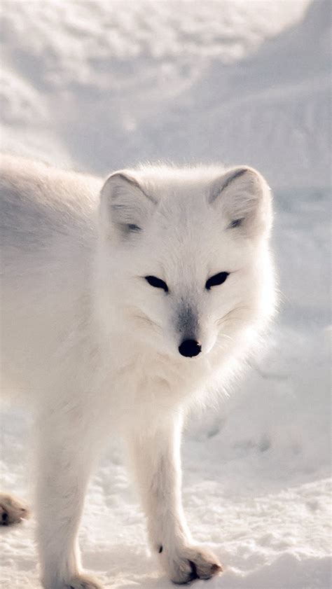 White Artic Fox Snow Winter Animal Iphone Wallpapers Free Download