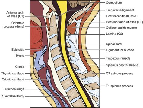 Magnetic Resonance Imaging Of The Cervical Spine Musculoskeletal Key