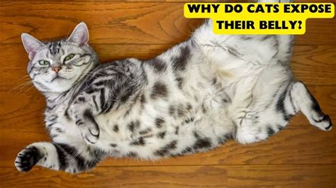 Why Do Cats Expose Their Belly Bowpurr