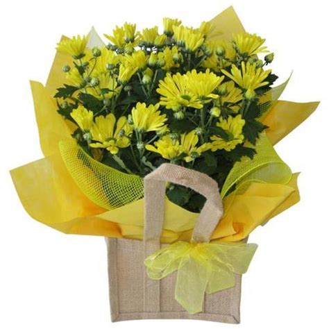 Best flower delivery in auckland. Gift Wrapped Plant | Get Well Soon | Free Flower Delivery ...