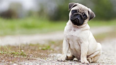 Pug Puppies Should Rule The World And This Video Proves It Sheknows