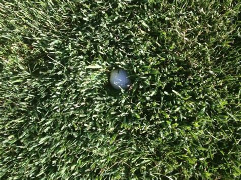 This Alarming Grass Photo Gives You An Idea Of Why The British Open Was