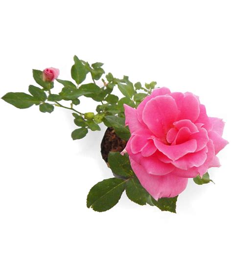 Bunga Mawar Png Rose Roses Vector Drawn Engraving Hand Etching Clipart