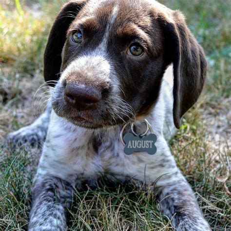 German Shorthaired Pointer Pup Classic Lover Look German