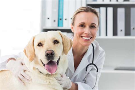 Embrace offers personalized, affordable pet insurance for dogs & cats with up to 90% back at any vet. Why vet histories are so important