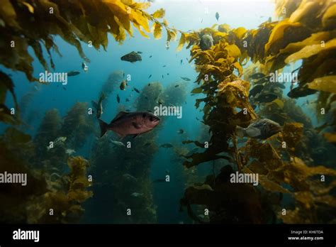 Kelp Forest Fish Hi Res Stock Photography And Images Alamy