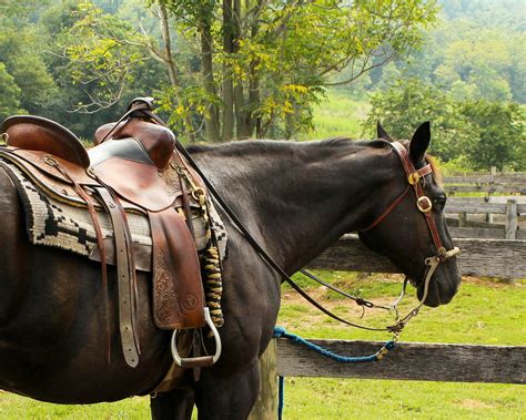 The 5 Best Western Saddles Reviews And Buying Guide Equineigh