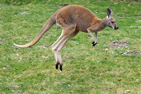 The Highest Jumping Animals