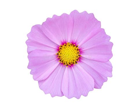 Close Up Pink Cosmos Flower Isolated On White Background Stock Image