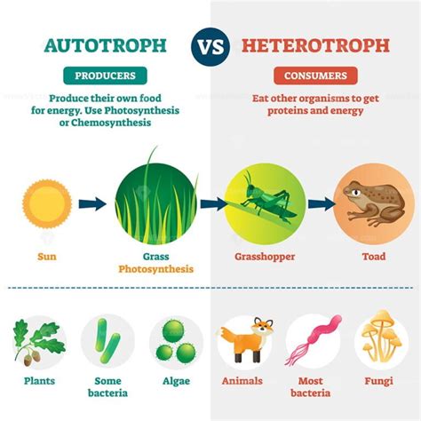 Autotrophs And Heterotrophs As Nature Energy Source Division Outline